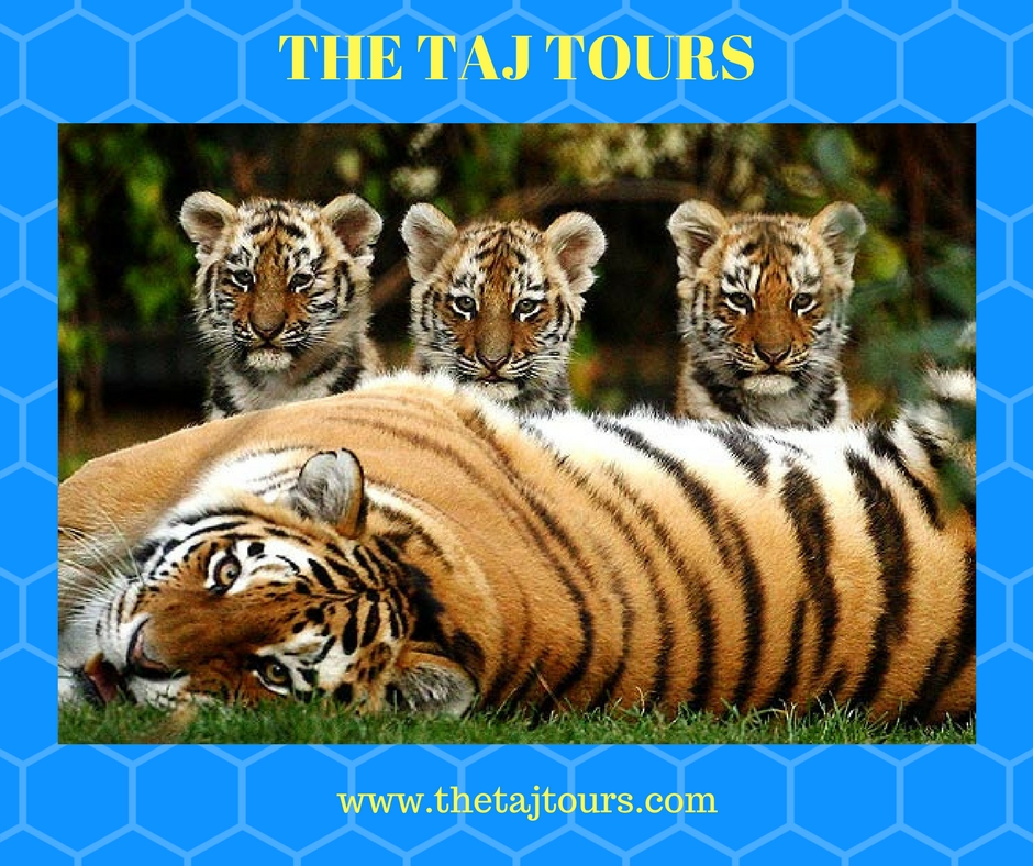 10 Best Wildlife Destinations for Tiger Safari’s in India